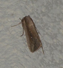 Leucania subpunctata