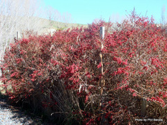 Berberis wilsoniae