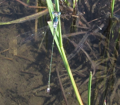 Lestes pinheyi