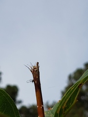 Aphidomorpha