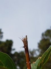 Aphidomorpha