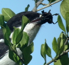 Lanius collaris collaris