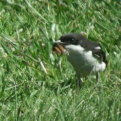 Lanius collaris collaris