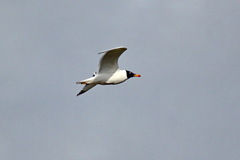 Ichthyaetus ichthyaetus