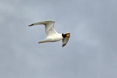 Ichthyaetus ichthyaetus