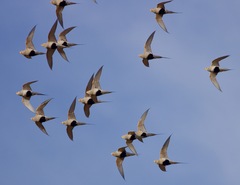 Syrrhaptes paradoxus