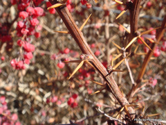 Berberis wilsoniae