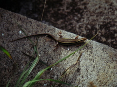 Trachylepis gravenhorstii