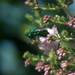 Stilbum