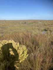 Leucadendron linifolium