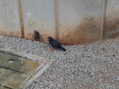 Columba livia domestica