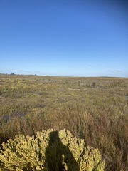 Leucadendron linifolium
