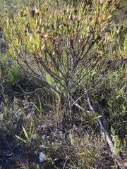 Leucadendron modestum