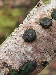 Hypoxylon diatrypeoides