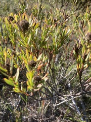 Leucadendron modestum