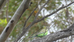 Melopsittacus undulatus