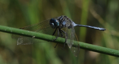 Orthetrum icteromelas