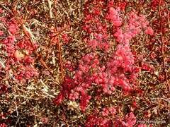 Berberis wilsoniae