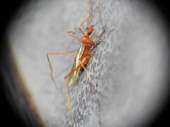Leptomyrmex