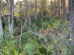 Lonicera sempervirens