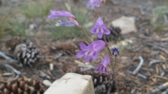 Penstemon scapoides