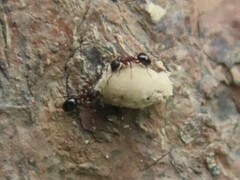 Dolichoderus sibiricus