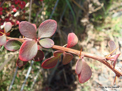 Berberis wilsoniae