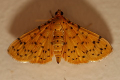 Conogethes punctiferalis