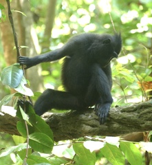 Macaca nigra