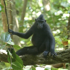 Macaca nigra