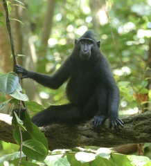 Macaca nigra