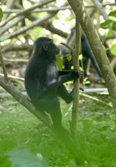Macaca nigra