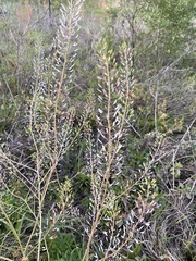 Descurainia pinnata