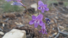 Penstemon scapoides