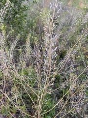 Descurainia pinnata