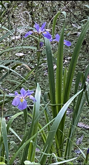 Iris savannarum