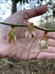 Vaccinium elliottii