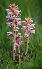 Orobanche caryophyllacea