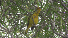 Setophaga petechia aureola