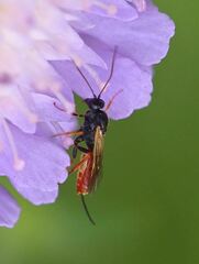 Tryphoninae