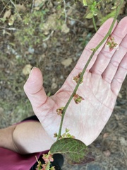 Vaccinium elliottii