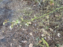 Vaccinium elliottii