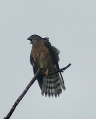 Accipiter soloensis