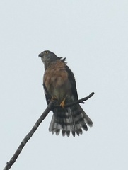 Accipiter soloensis