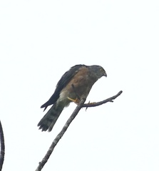 Accipiter soloensis