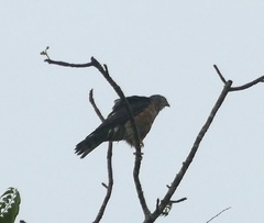 Accipiter soloensis