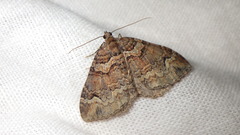 Catarhoe basochesiata