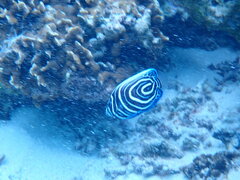 Pomacanthus imperator