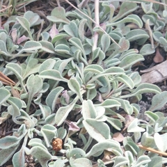 Penstemon scapoides