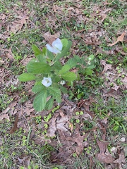 Rubus cuneifolius